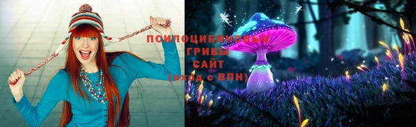 гашик Карпинск
